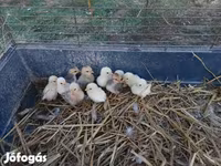 Chickens — foto 4
