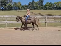Kobila, Kentucky mountain daddle horse — fotografija 6