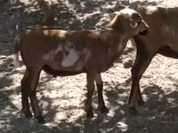 Baran, Cameroon sheep — zdjęcie 1