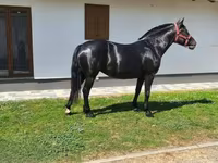 Égua, Cavalos — foto 1