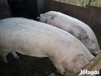 Cerdos (lote, sexo no especificado), Cerdos — foto 7