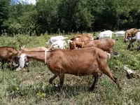 Cabra, Nubian Goat — foto 2