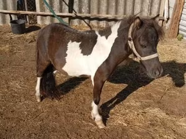 Horse (M), Falabella