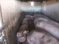 猪（批次，未指定性别）, Pigs — 照片 4