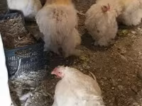 Chickens — الصورة 6