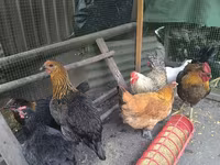 Chickens — fotografija 4