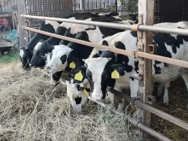 Touro, Raça Holstein — Hungria