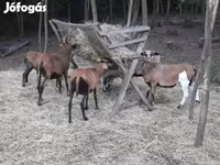 Widder, Cameroon sheep — Foto 4
