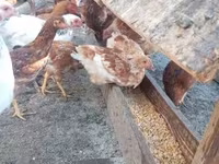 Chickens — الصورة 5