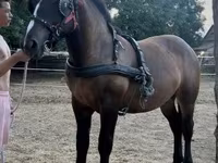 Caballo, Caballos — foto 1