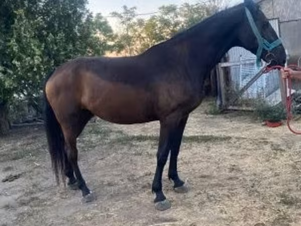 Yegua, Nonius horse