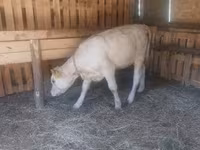 雌牛, Charolais cattle — 写真 2