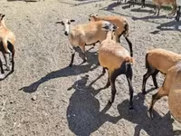 Ovelhas (lote, sexo não especificado), Cameroon sheep — foto 1