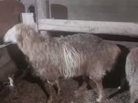雄羊, Hissar sheep — 写真 4