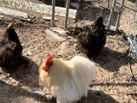 بيكين بانتام — الصورة 1