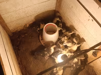 Ducks — photo 3