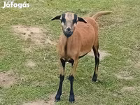 Ovan, Cameroon sheep — fotografija 1