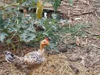 Chickens — الصورة 5