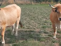 Krava, Aubrac cattle — fotografija 2