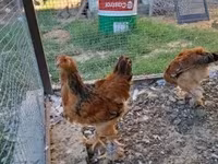 Brahma — Foto 6