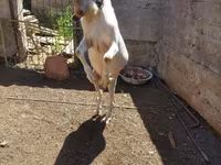 Kozioł, Saanen goat — zdjęcie 8