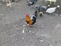 Chickens — zdjęcie 3