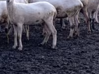 Ovca, Tsigai sheep — fotografija 5