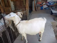 عنزة, الماعز — الصورة 8