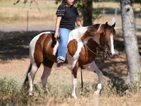 Koń, American paint horse — zdjęcie 6