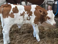 Бұқа, Simmental cattle — 2-сурет