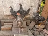 Chickens — photo 1
