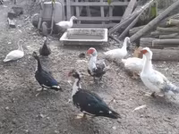 Ducks — fotografija 3