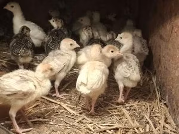 Turkeys