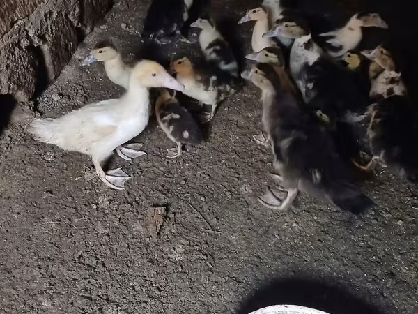 Nemački pekin