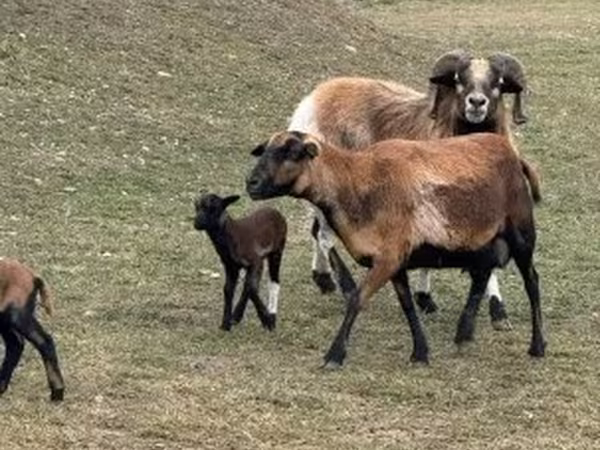 Sheep (batch, sex not specified), Cameroon sheep