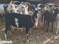 عنزة, Toggenburg goat — الصورة 6