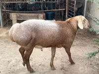 Ovan, Edilbay sheep — fotografija 2