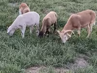 मेढ़ा, Cameroon sheep — फ़ोटो 7