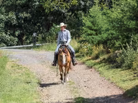 Pastuv, Quarter Horse — fotografija 5