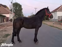 حصان, Friesian — الصورة 4