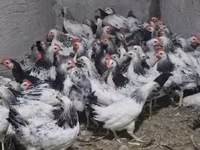 Chickens — fotografija 1