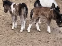 公马, Shetland Pony — 照片 2