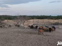 Sheep, Sheep — photo 2