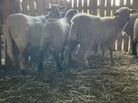 Owca, Merinoland sheep — zdjęcie 5
