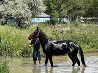 Pastuv, Karachay horse — fotografija 1