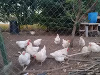 Chickens — photo 3