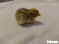 Quails — Foto 5