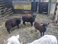 雌羊, Southdown sheep — 写真 1