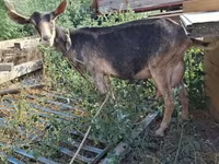 Cabra, Cabras — foto 3