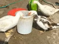 pato criollo doméstico — foto 2